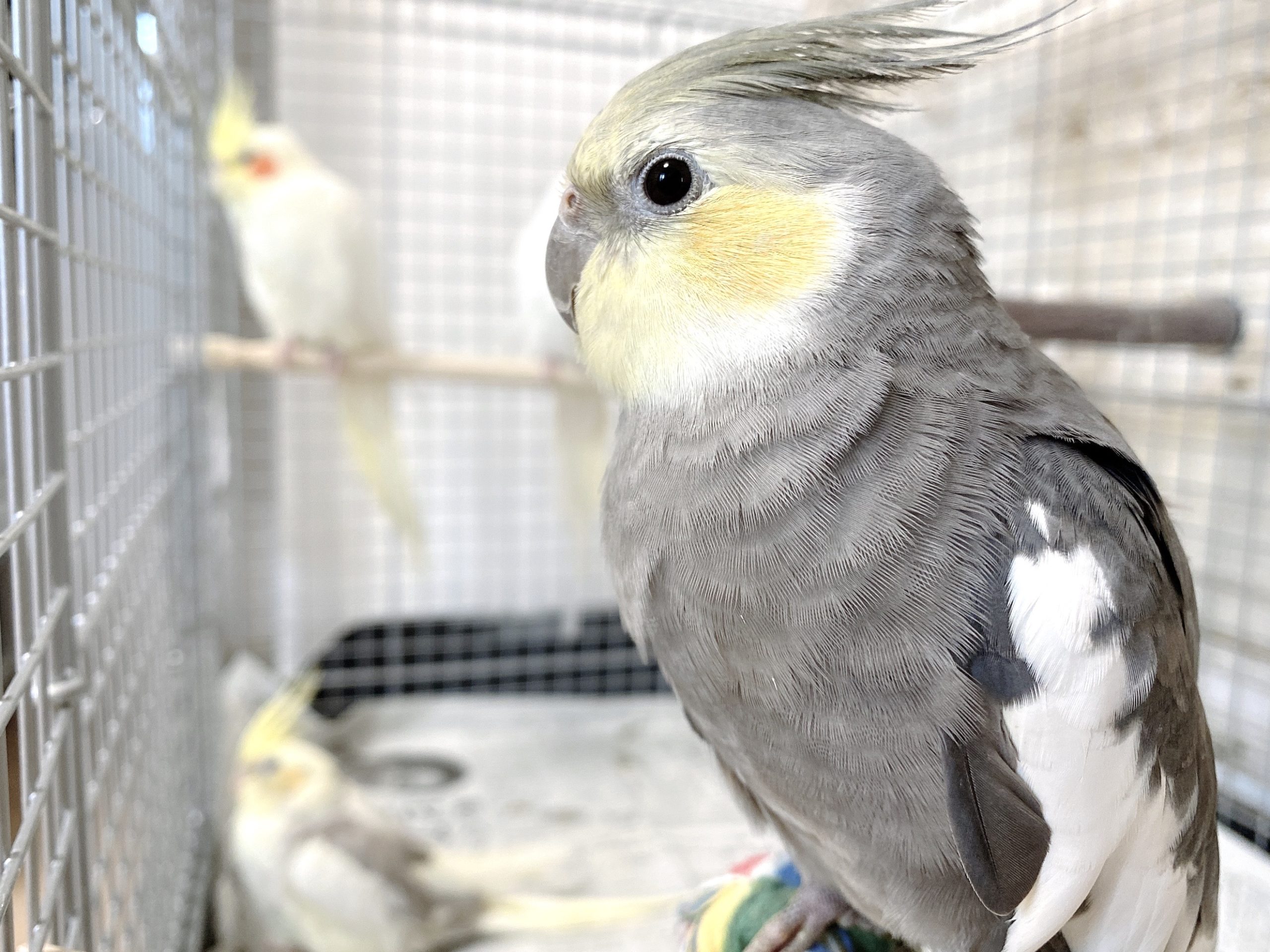 オカメインコ品種紹介】現在巣箱を入れているペアから産まれる予定の雛たち | オカメインコ北海道【BirdyCoco】